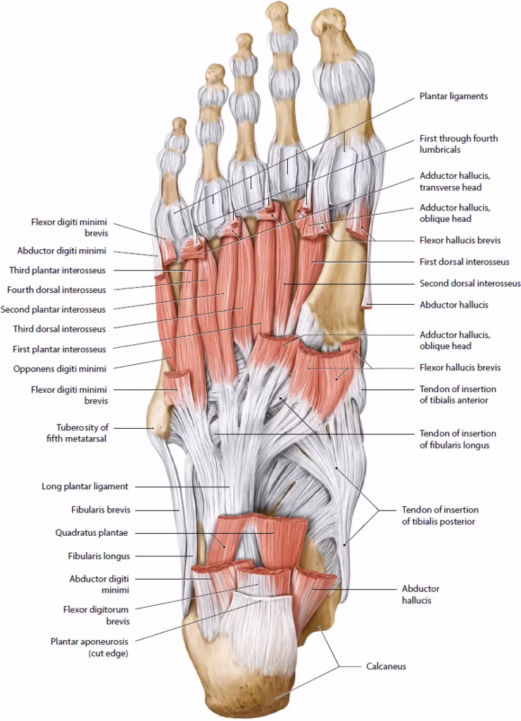 The Deep Intrinsic Muscles of The Foot