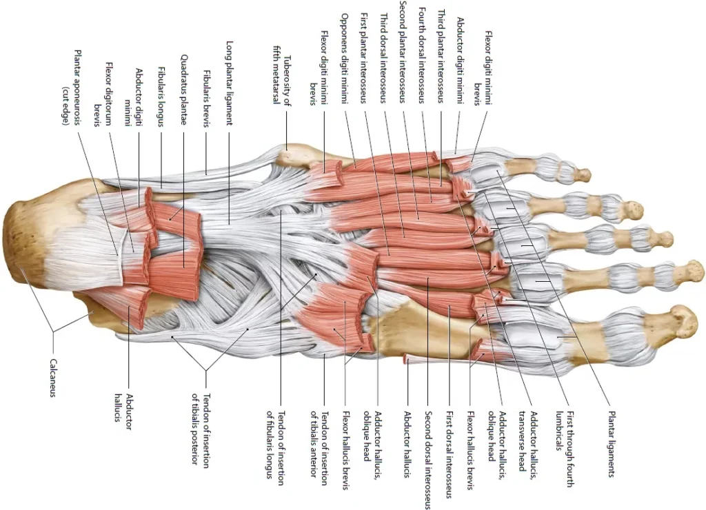 The Deep Intrinsic Muscles of The Foot