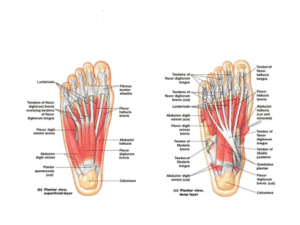The Intrinsic Foot Muscles