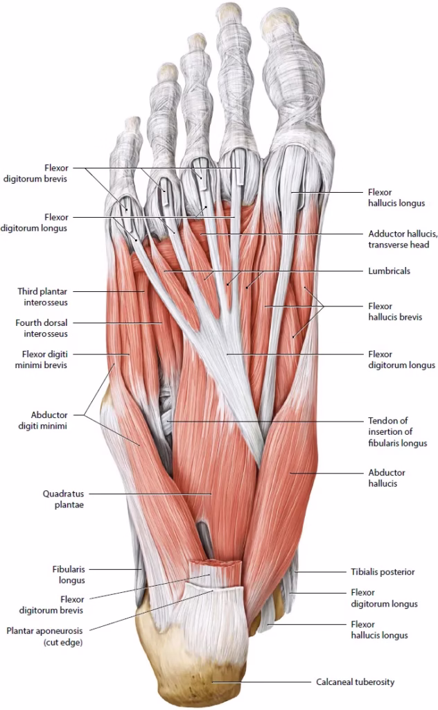 The Superficial Intrinsic Muscles of the Foot.