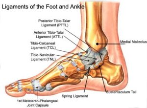 The Ligaments of the Ankle labelled