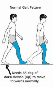 Normal Gait Diagram